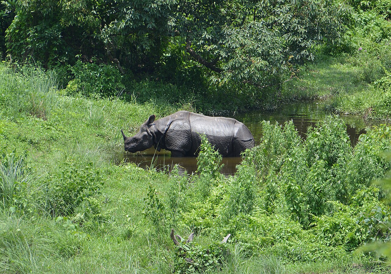 Rhino grazing peacefully in the natural salt lick and riverine grassland