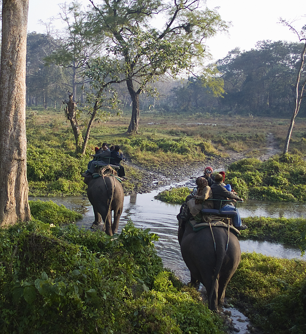 Lush tropical sal forest canopies and wildlife safaris across Dooars